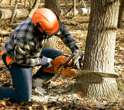 Tree Removal in Ecru, MS